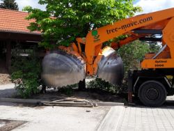 Ausstechen des Baumes des Baumes am alten Standort