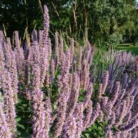 Agastache