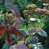 Sedum x Telephium 